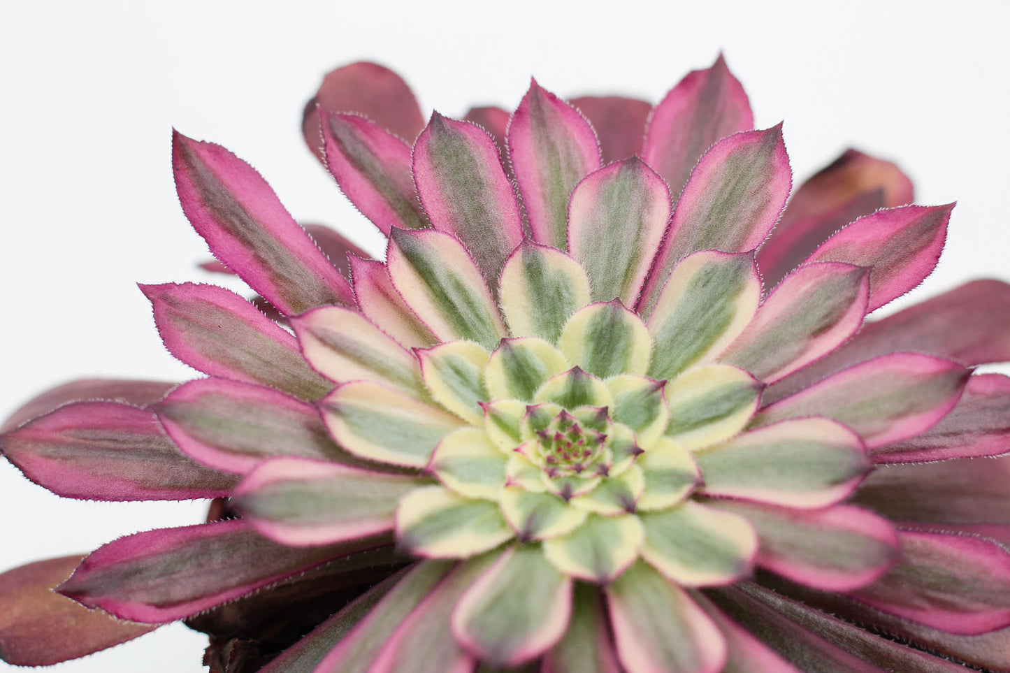 Aeonium Sunrise