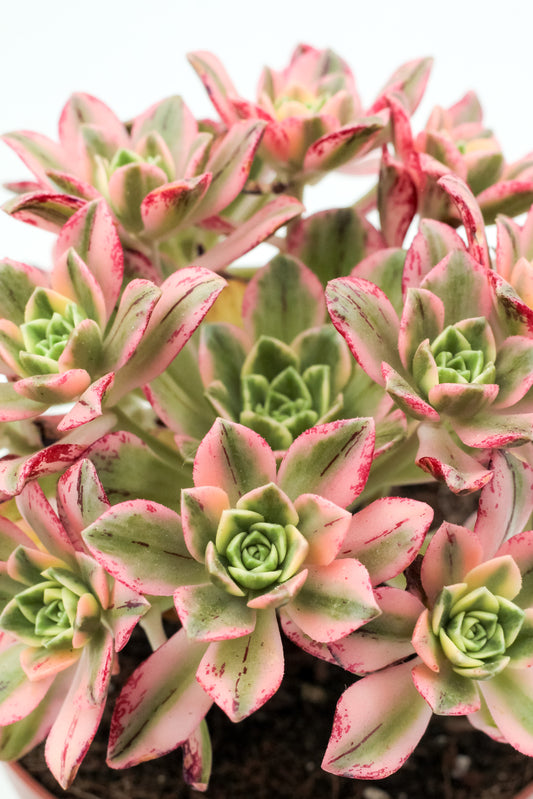 Aeonium Sweet Tea