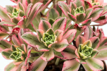 Aeonium Sweet Tea