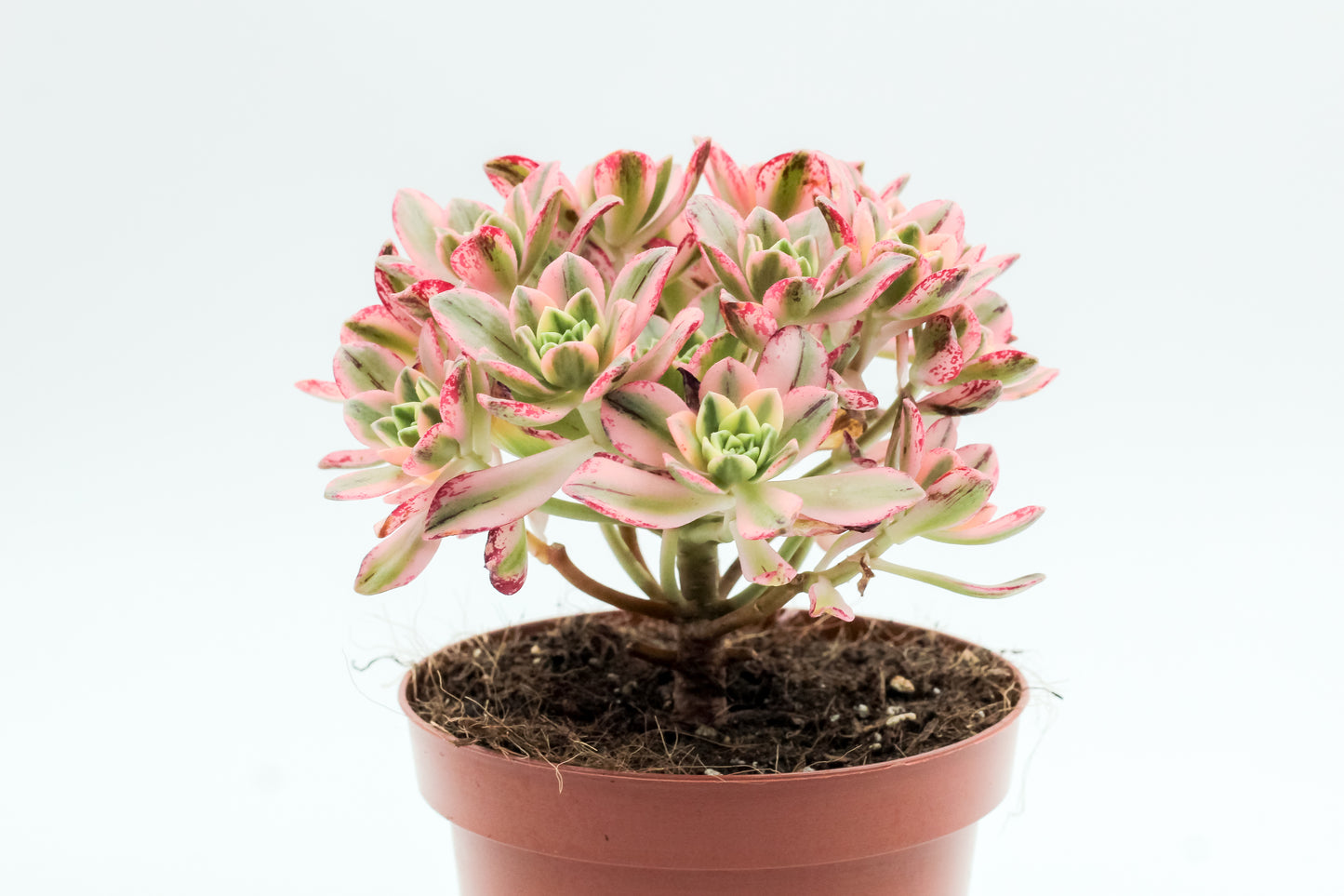 Aeonium Sweet Tea