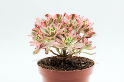 Aeonium Sweet Tea