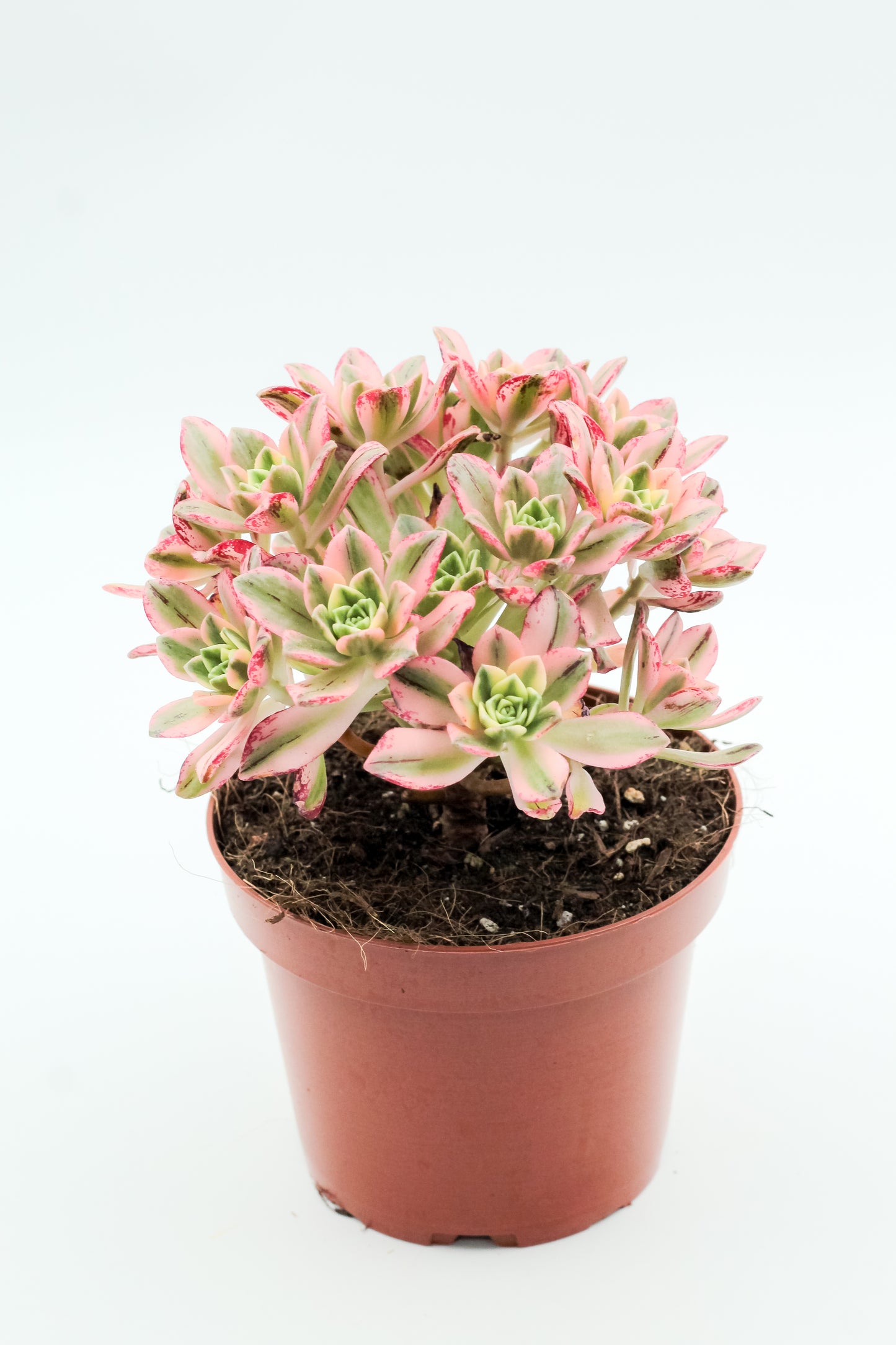 Aeonium Sweet Tea