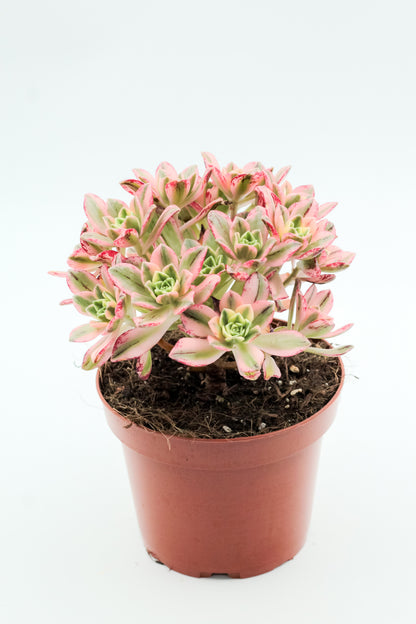 Aeonium Sweet Tea