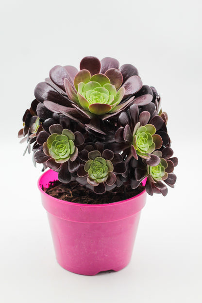Aeonium Arboreum Velour