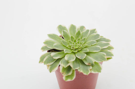 Aeonium 'Emerald Ice' f. variegated