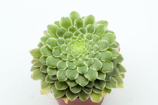 Aeonium 'Emerald Ice' f. variegated