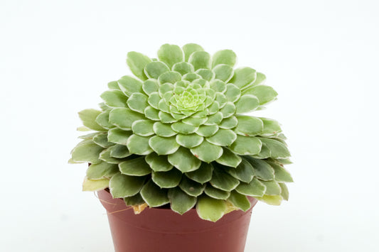 Aeonium 'Emerald Ice' f. variegated