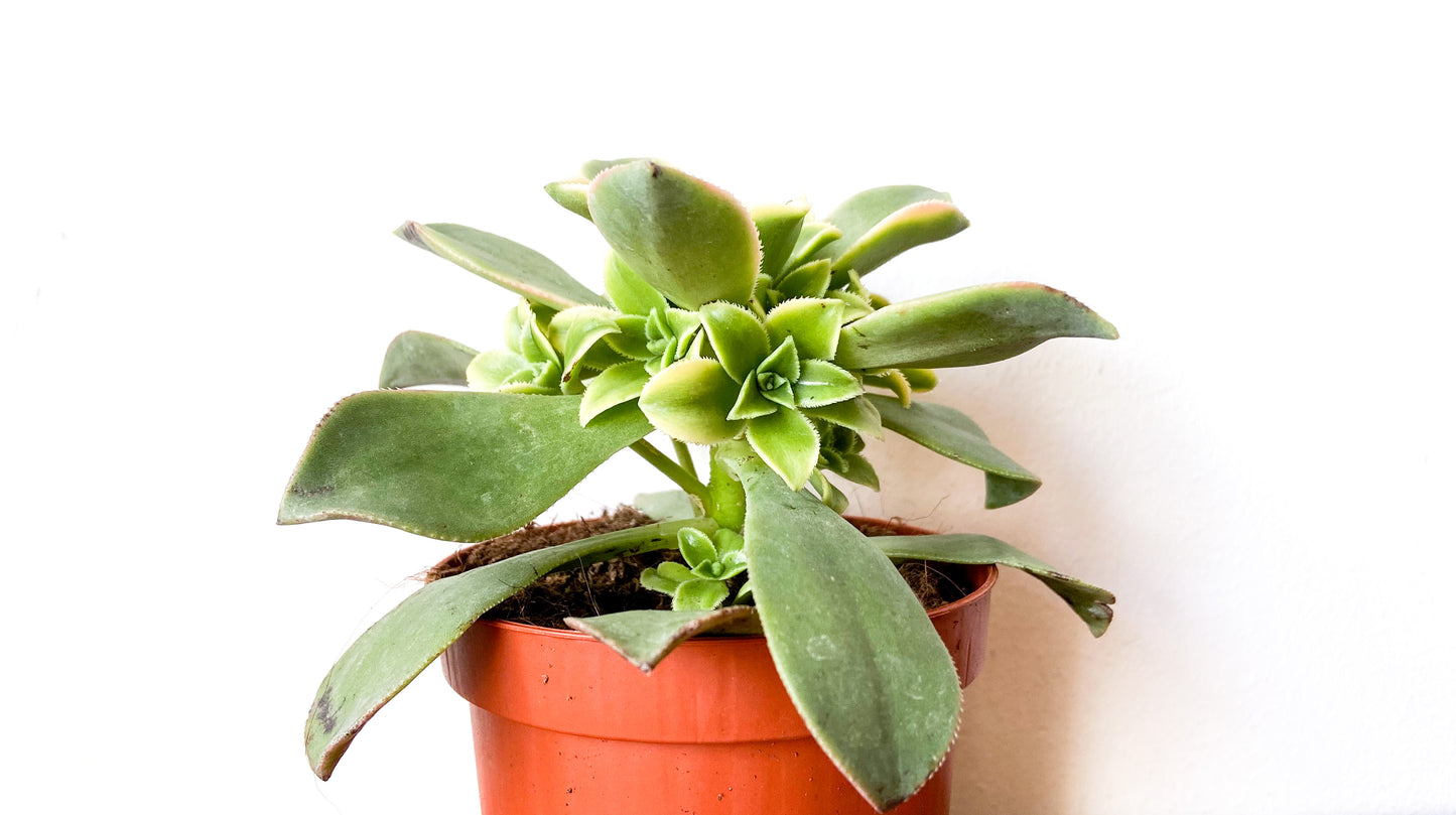 Aeonium Kiwi