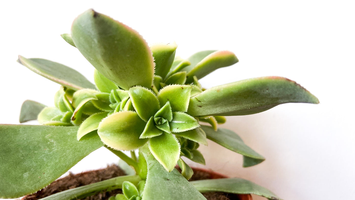 Aeonium Kiwi