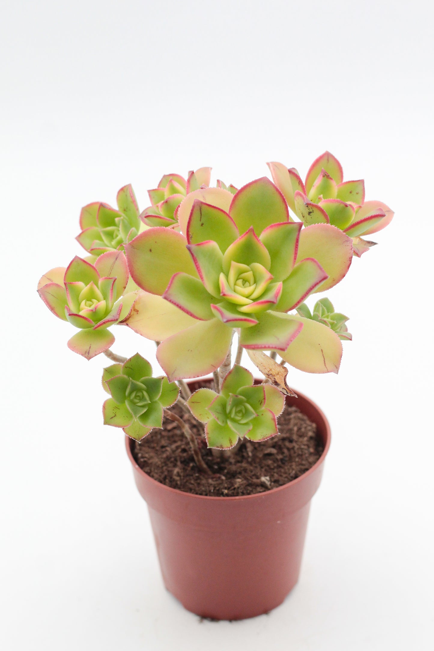 Aeonium Kiwi