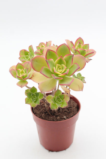 Aeonium Kiwi