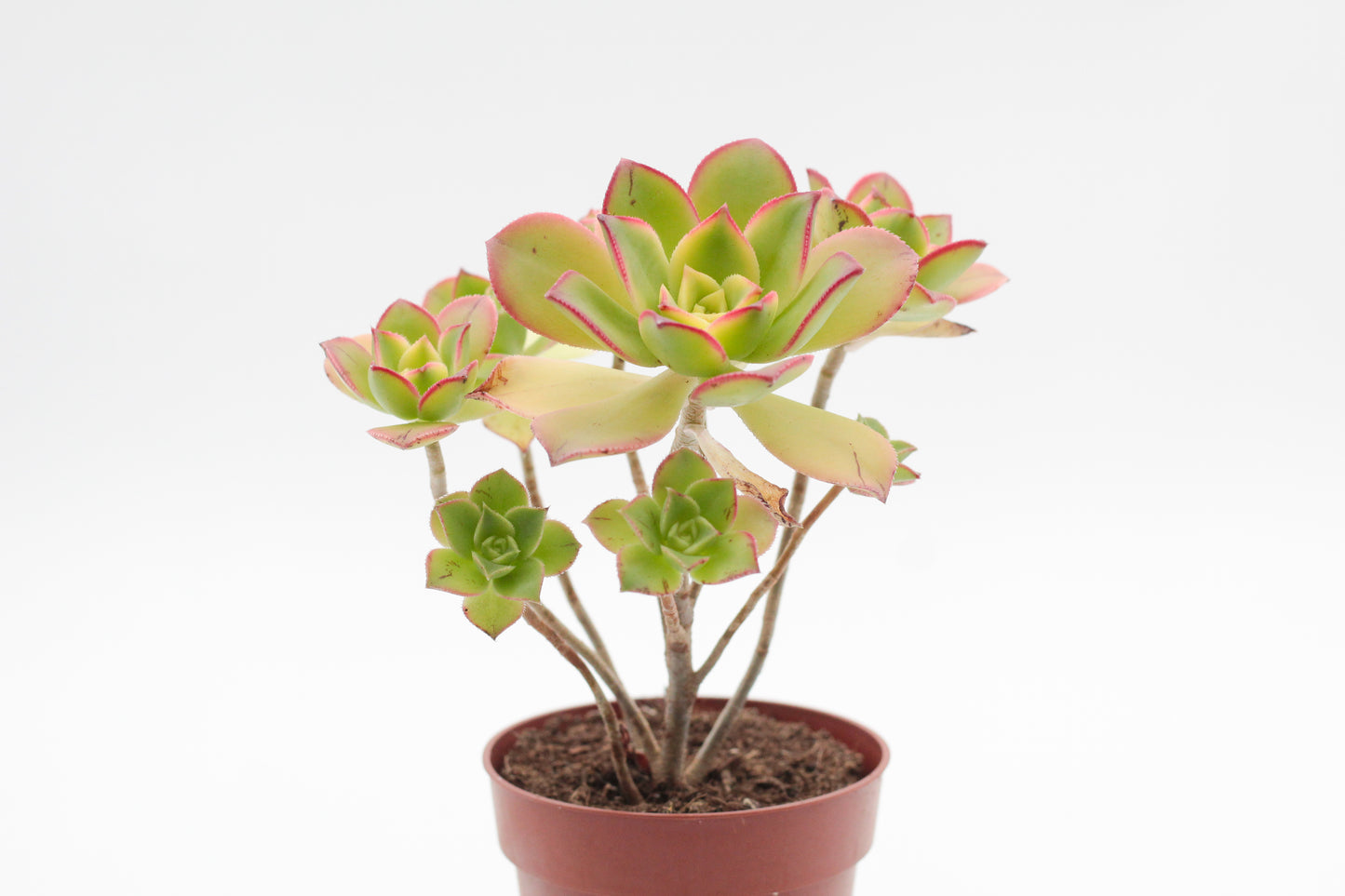 Aeonium Kiwi