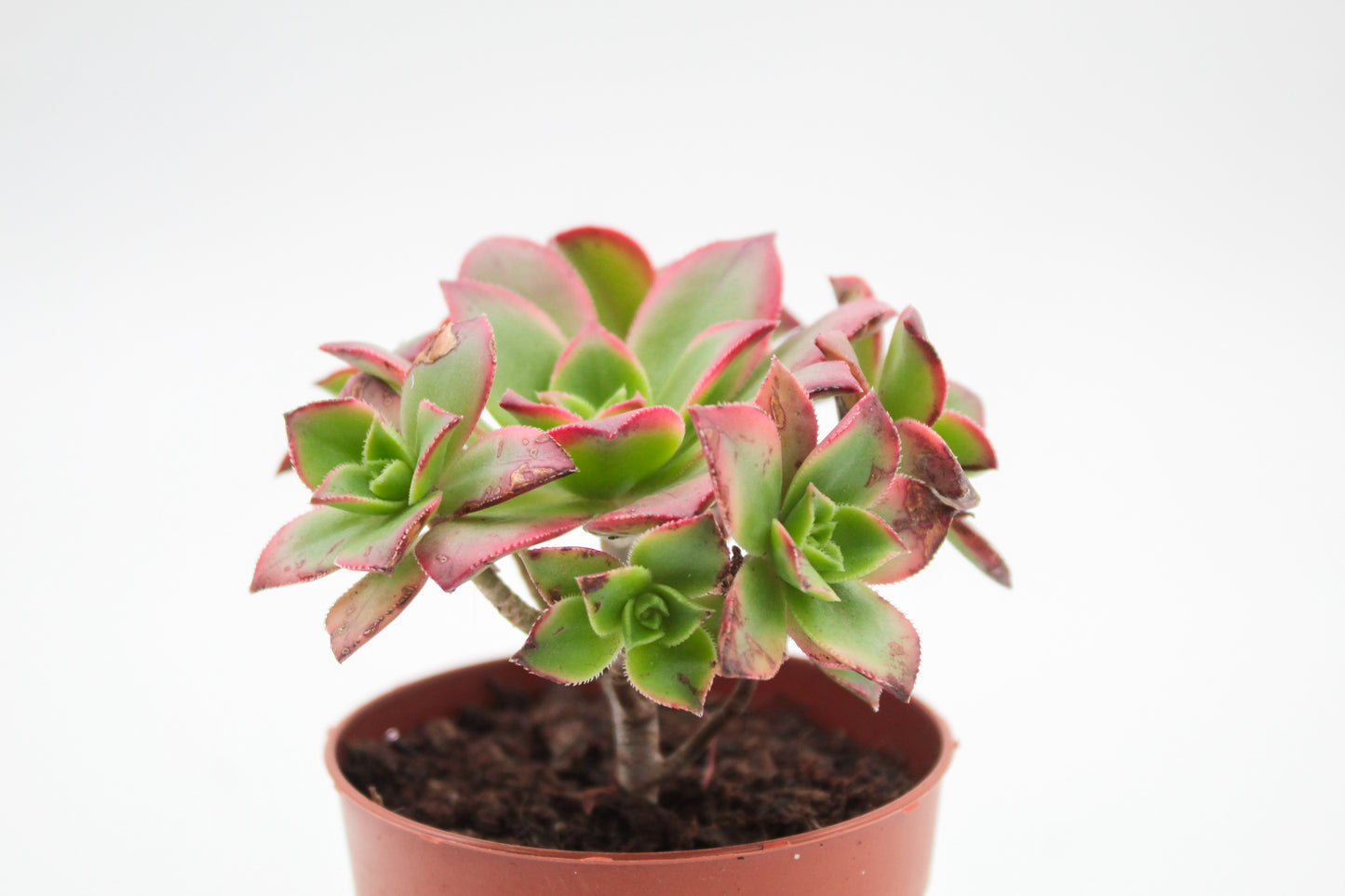 Aeonium Kiwi