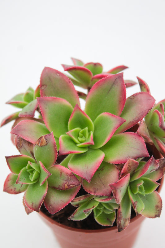 Aeonium Kiwi