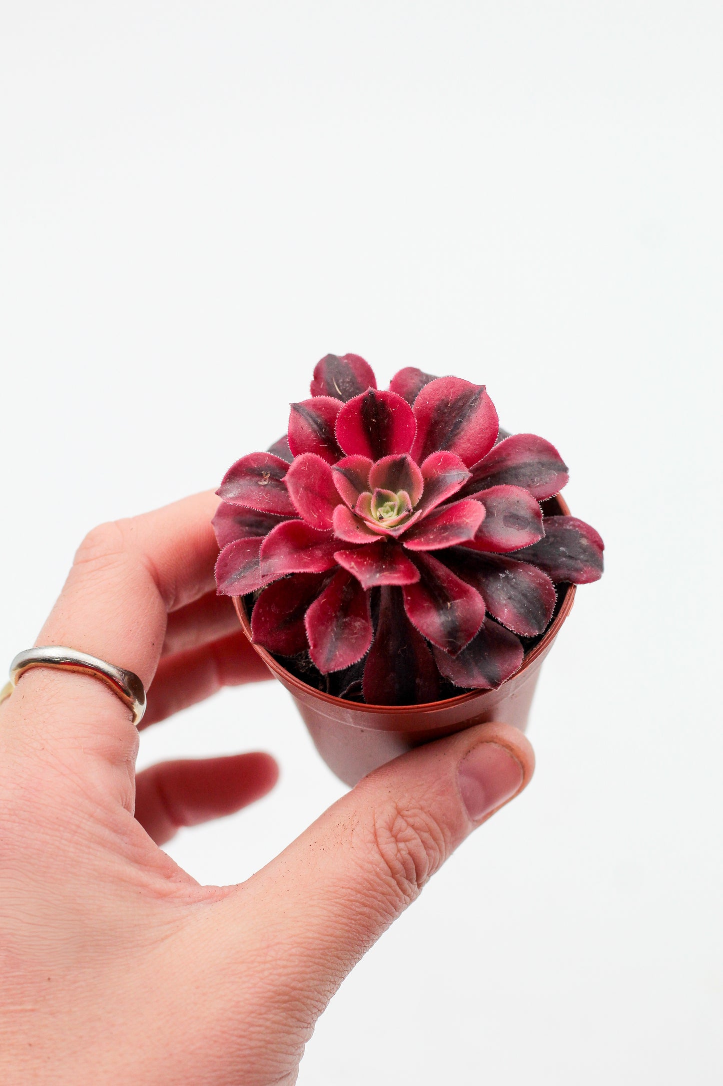 Aeonium Medusa