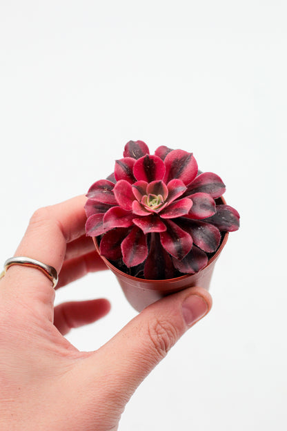 Aeonium Medusa