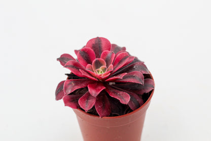 Aeonium Medusa