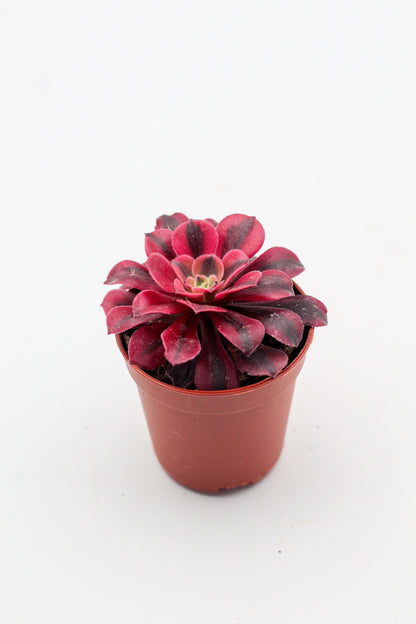 Aeonium Medusa