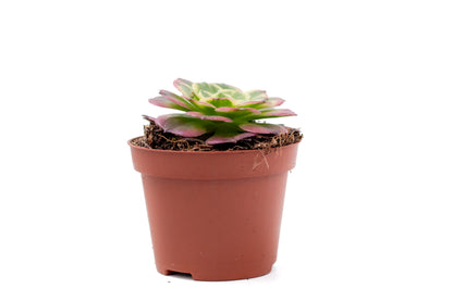 Aeonium 'Milky White'