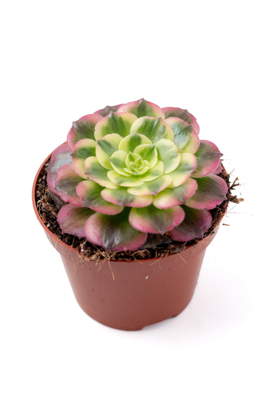 Aeonium 'Milky White'