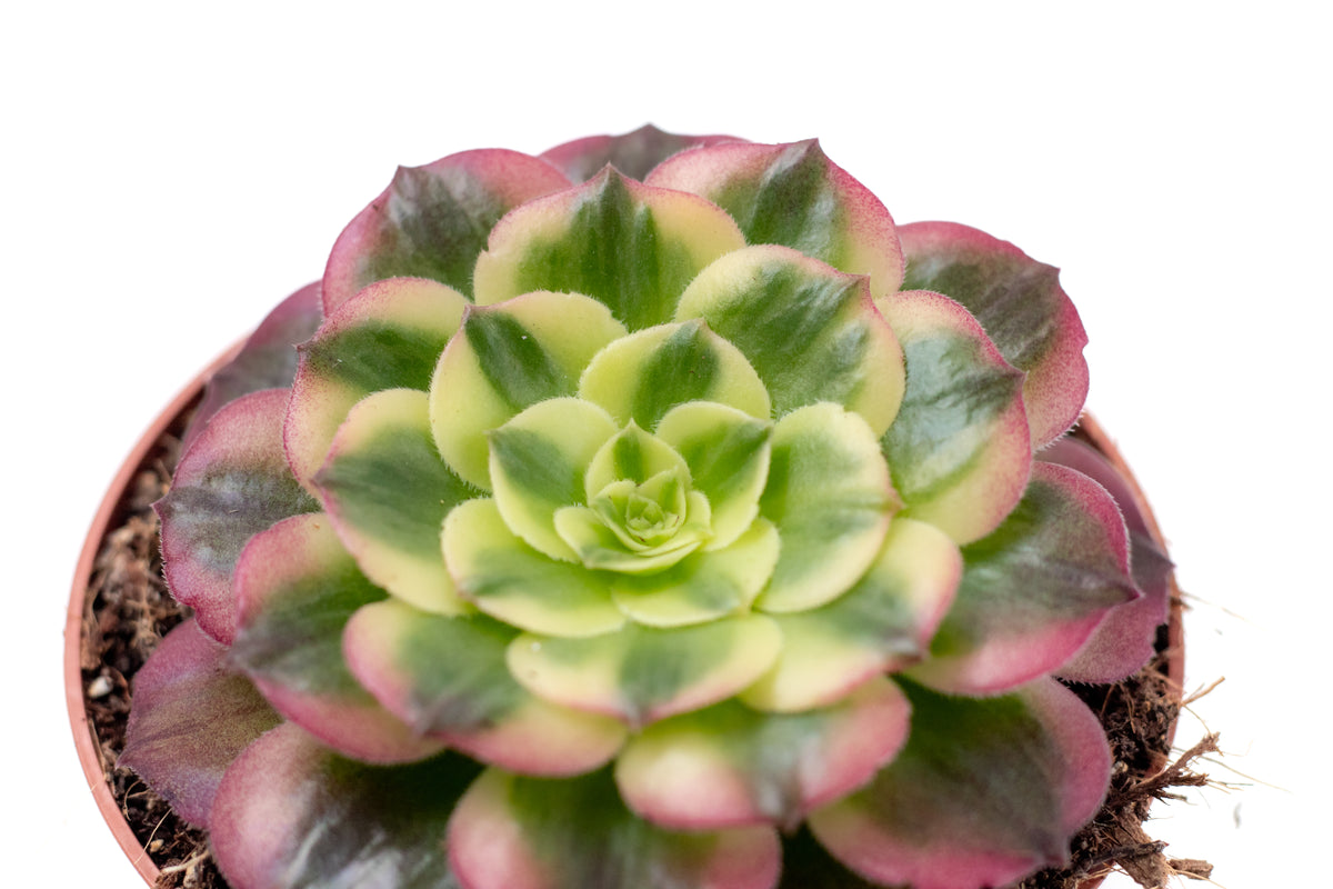 Aeonium 'Milky White'