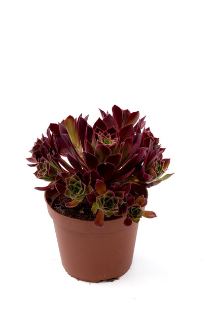 Aeonium 'Phoenix Flame'