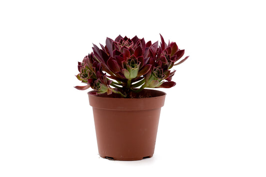 Aeonium 'Phoenix Flame'
