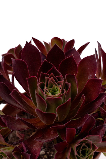 Aeonium 'Phoenix Flame'