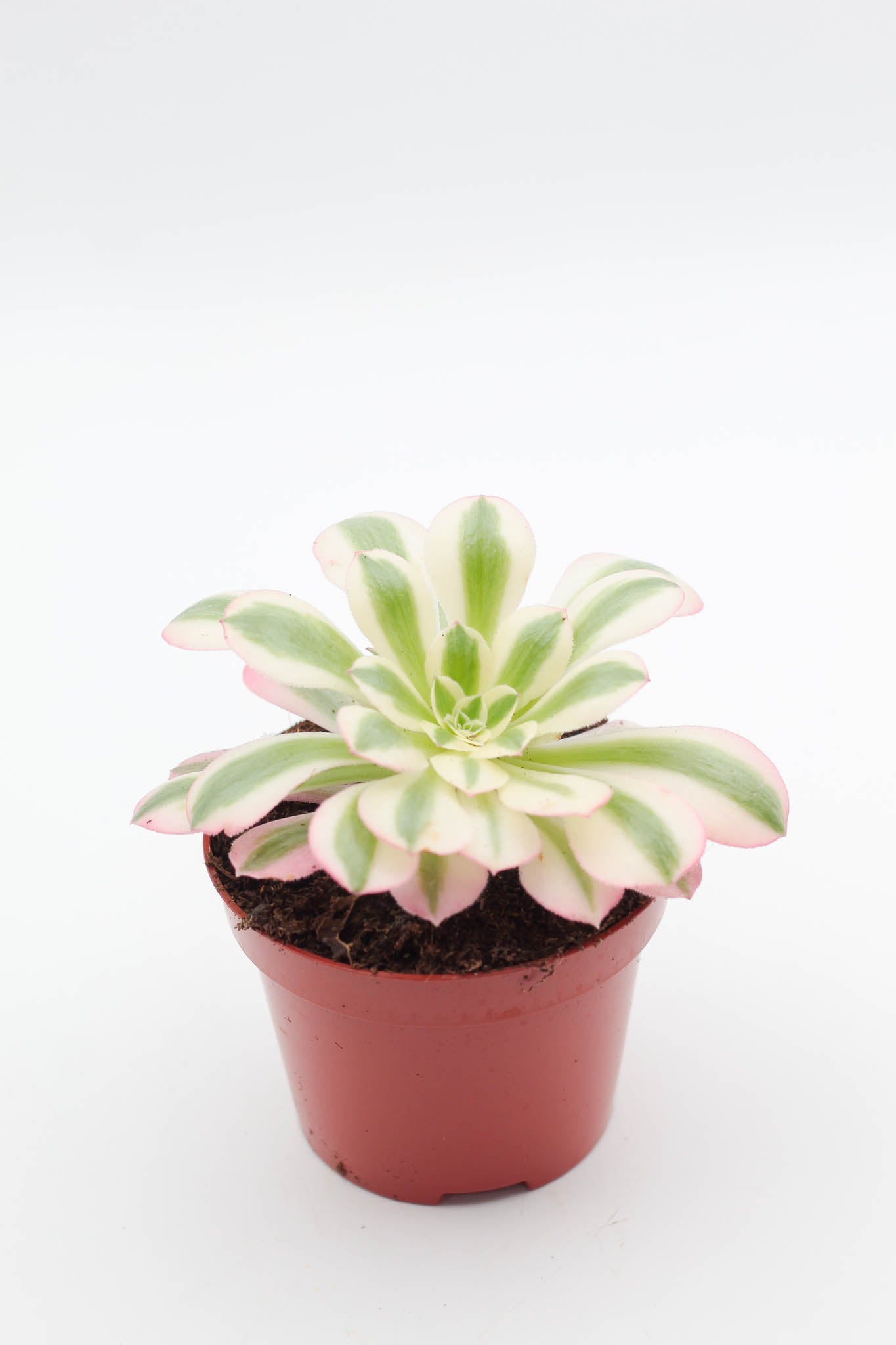 Vetplant kopen? mooi op kleur en groot assortiment voor binnen ne buiten. Aeonium pink witch