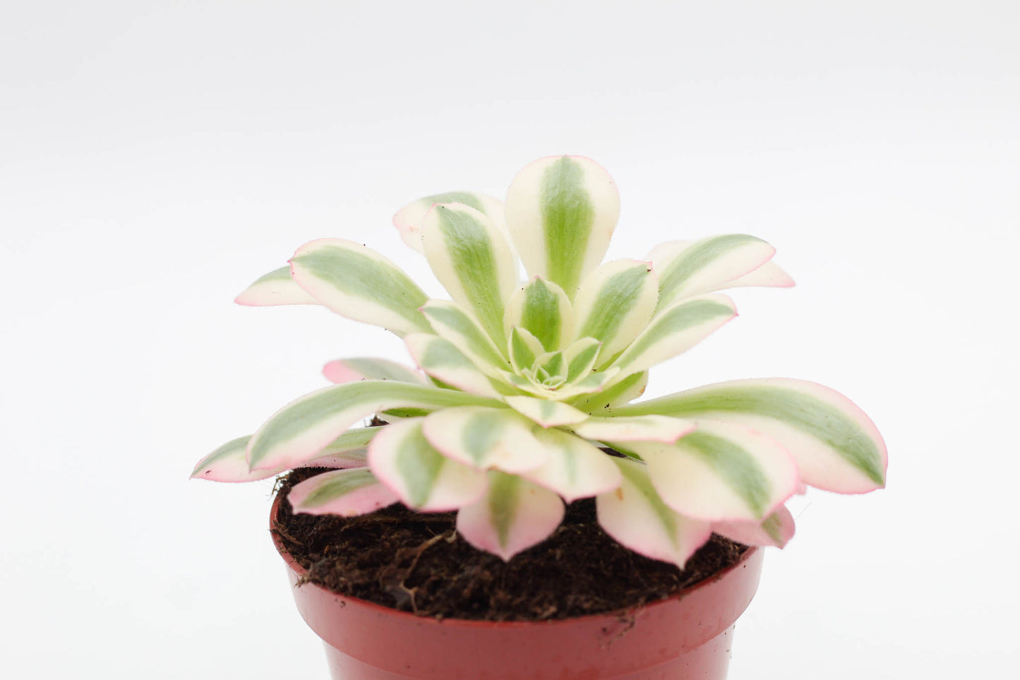 Vetplant kopen? mooi op kleur en groot assortiment voor binnen ne buiten. Aeonium pink witch