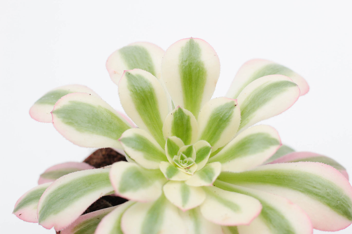 Vetplant kopen? mooi op kleur en groot assortiment voor binnen ne buiten. Aeonium pink witch