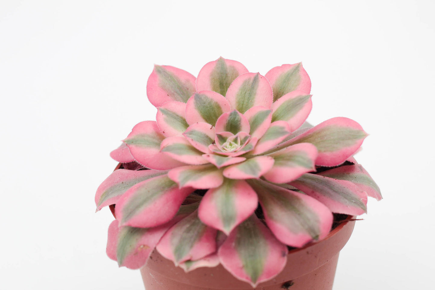 Vetplant kopen? mooi op kleur en groot assortiment voor binnen ne buiten. Aeonium pink witch