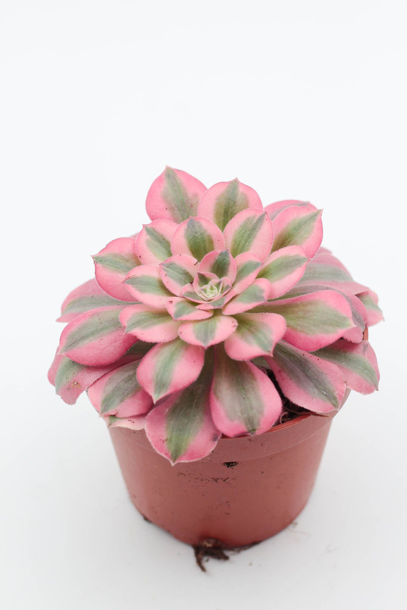Vetplant kopen? mooi op kleur en groot assortiment voor binnen ne buiten. Aeonium pink witch