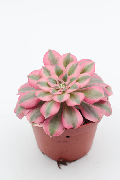 Vetplant kopen? mooi op kleur en groot assortiment voor binnen ne buiten. Aeonium pink witch