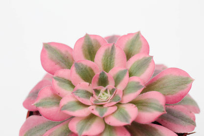 Vetplant kopen? mooi op kleur en groot assortiment voor binnen ne buiten. Aeonium pink witch