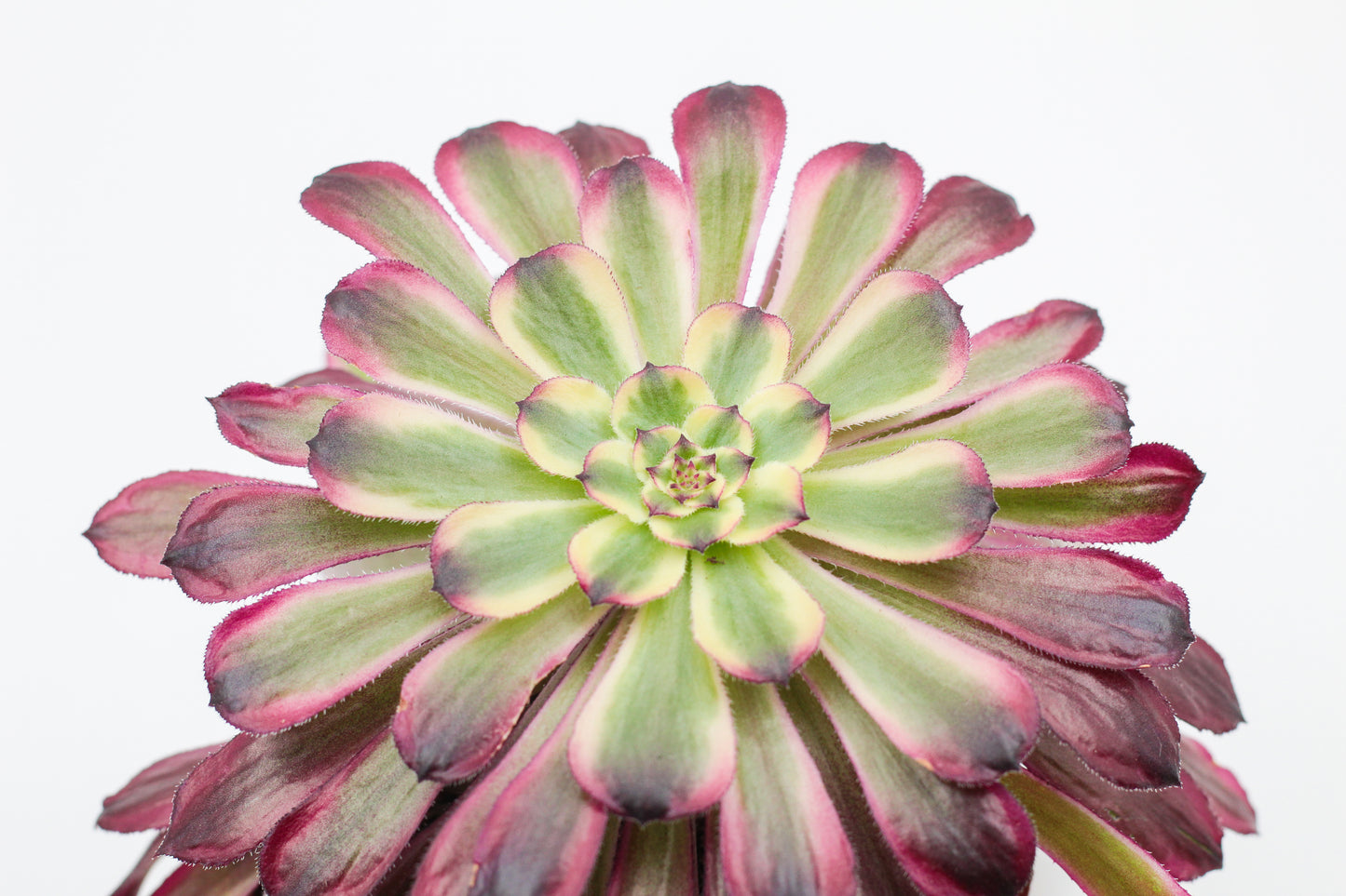 Aeonium Sunrise