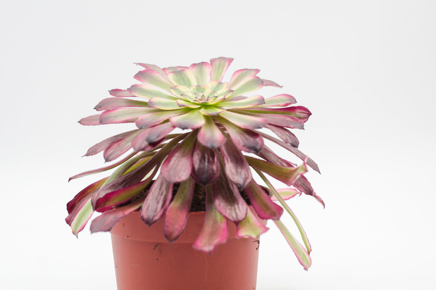 Aeonium Sunrise