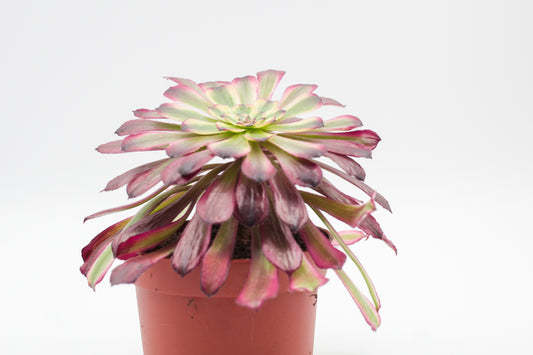 Aeonium Sunrise
