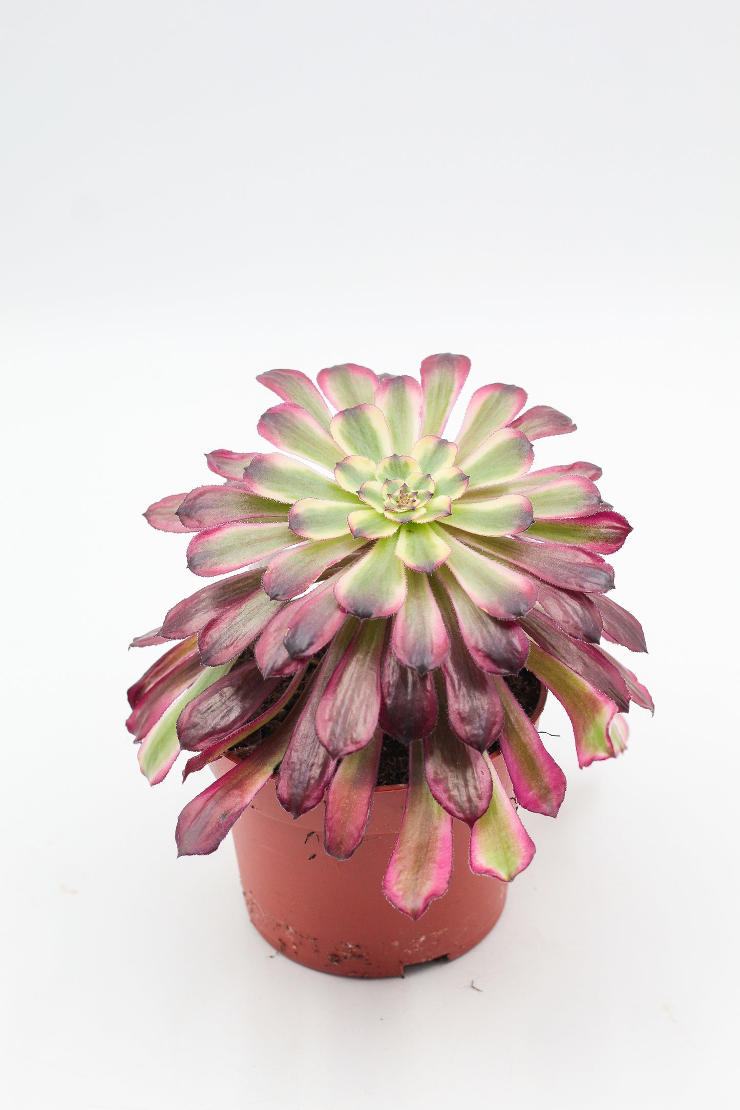 Aeonium Sunrise