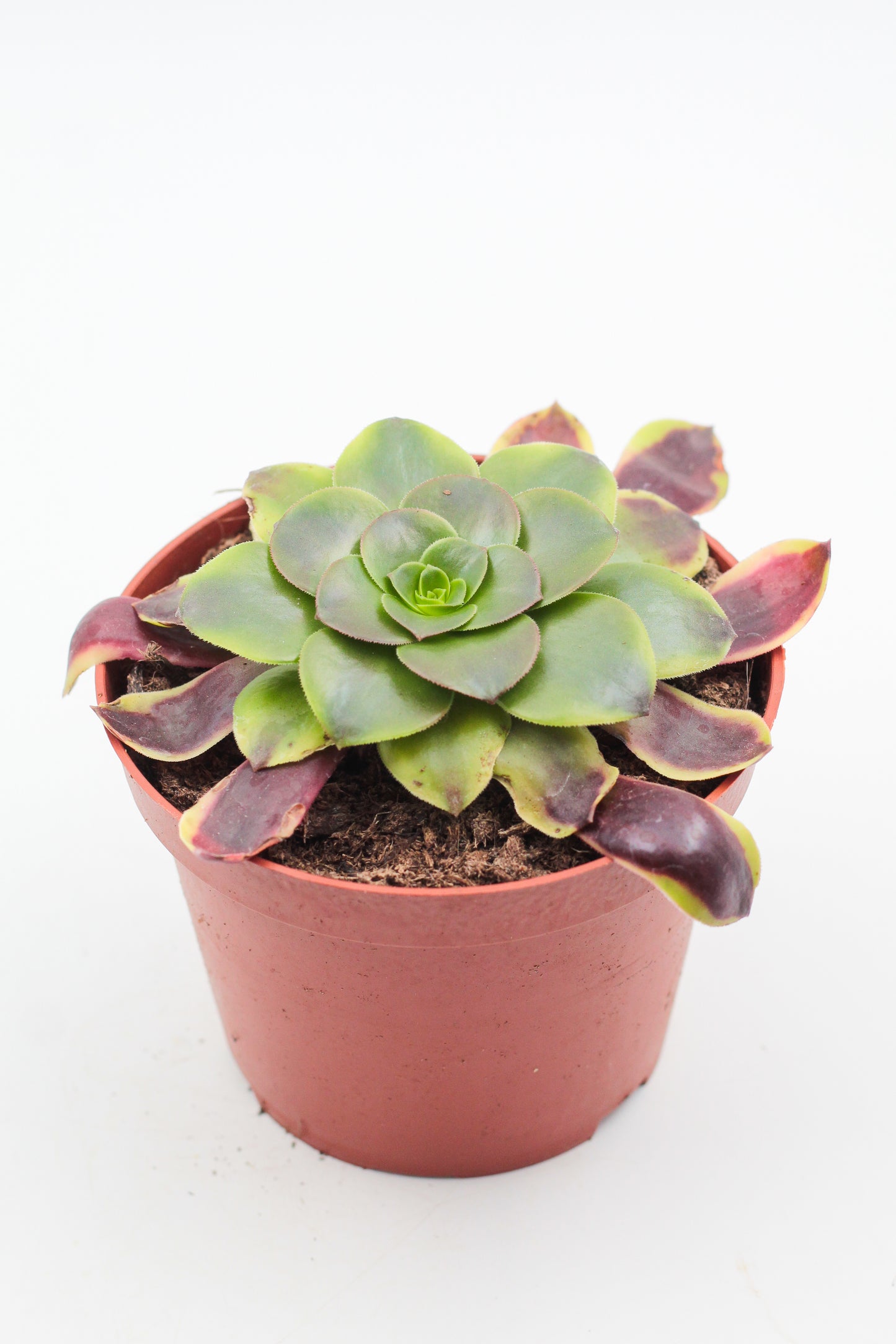 Aeonium Superbang