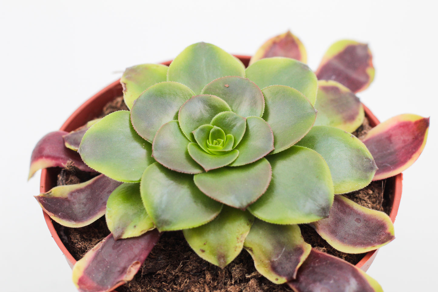 Aeonium Superbang