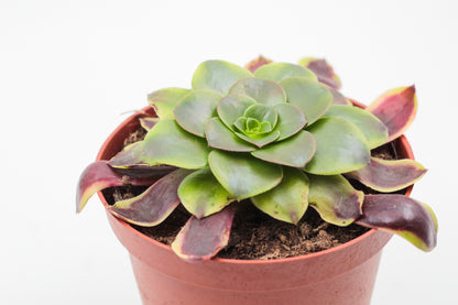 Aeonium Superbang
