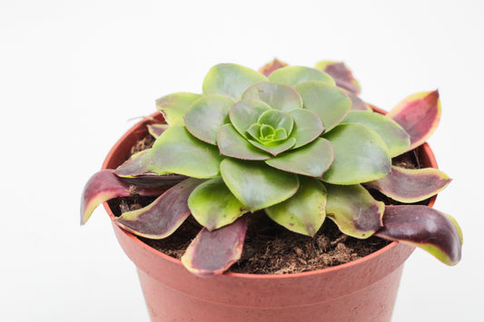 Aeonium Superbang
