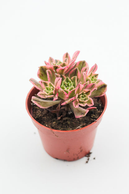 Aeonium Sweet Tea