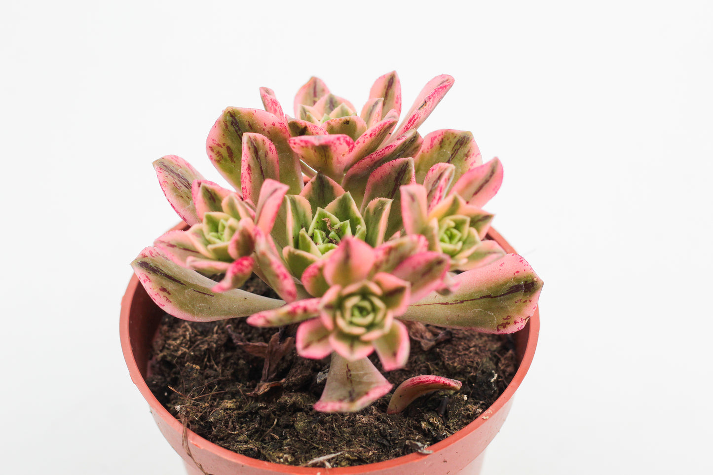 Aeonium Sweet Tea