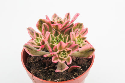Aeonium Sweet Tea