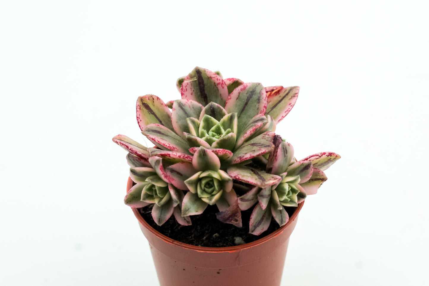 Aeonium Sweet Tea