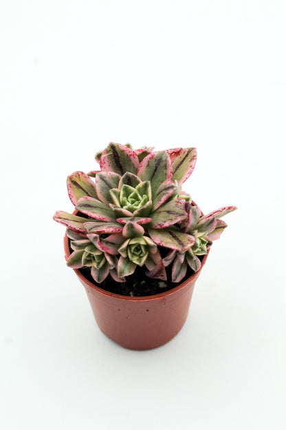 Aeonium Sweet Tea