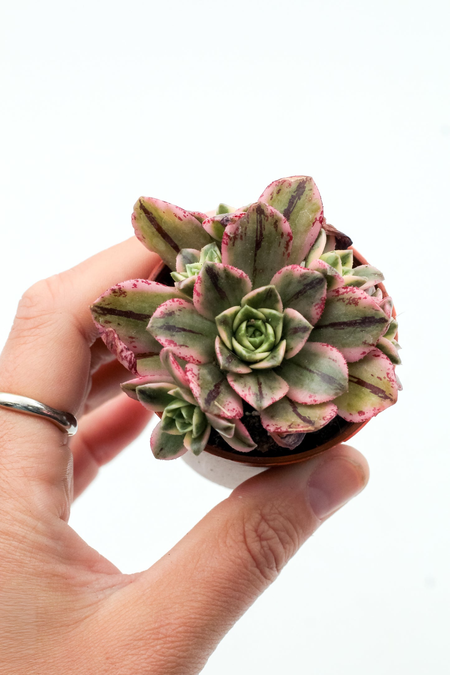 Aeonium Sweet Tea