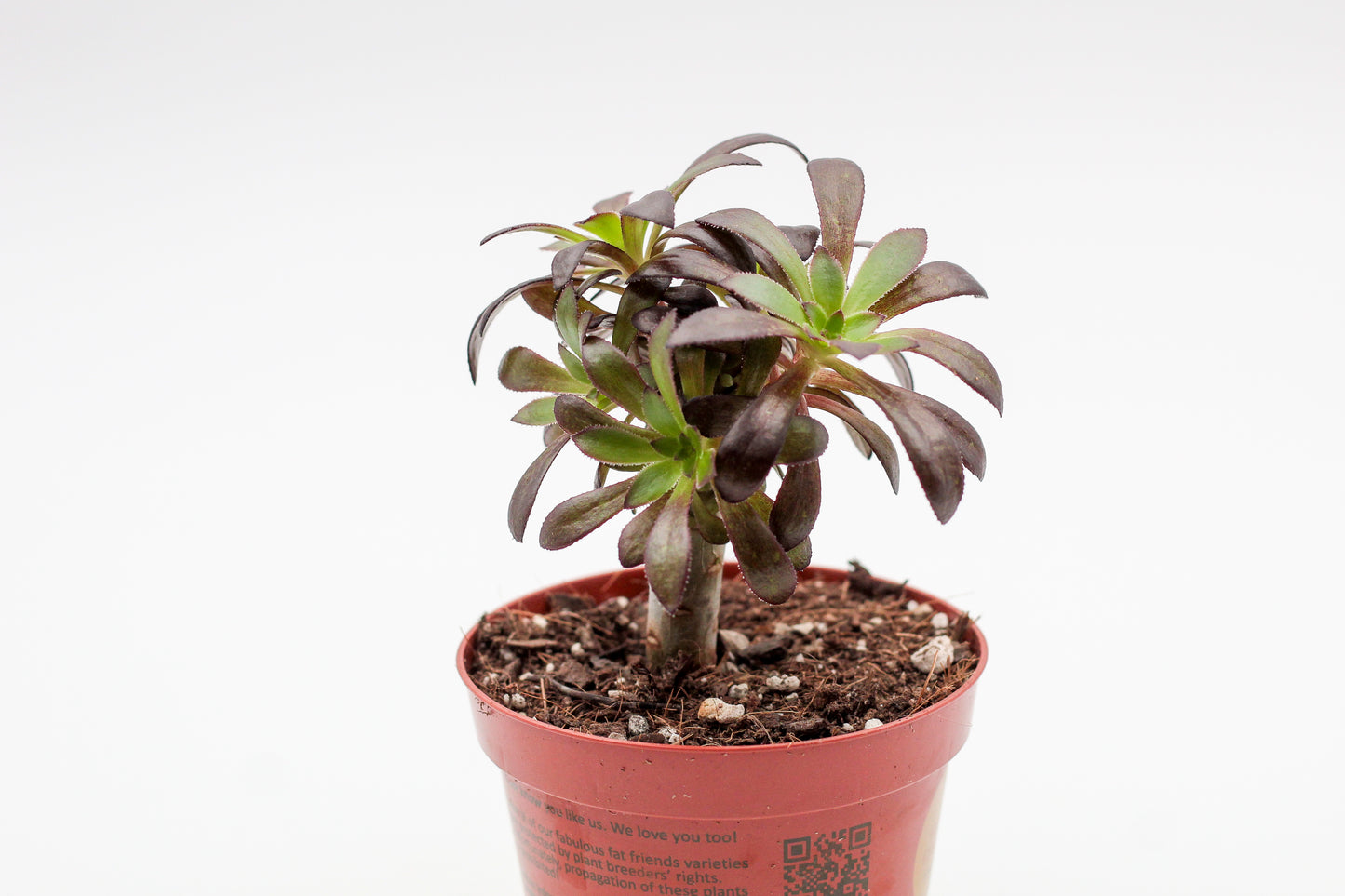 Aeonium arboreum zwartkop. Mooie gekleurde vetplant. Vetplanten kopen voor binnen.